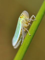 Cicadella viridis